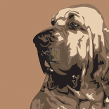 Bloodhound