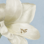 White Amaryllis I