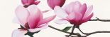 Apollo I (magnolia)