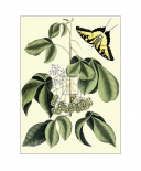 Papilio Antilochus